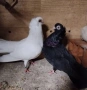 Продавам гълъби, снимка 2