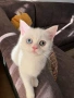 Британски котета | Британки | Късокосмести, снимка 6