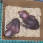 Ръчно хранени папагали Еклектус/ бебета, снимка 2