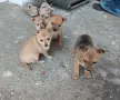 Пинчер         ., снимка 2