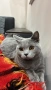 Британски котета, снимка 6