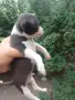 Чистокръвно чихуахуа , снимка 2