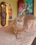 ТЪРСИ СЕ Риж дългокосмест котарак 🐾 , снимка 2