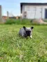 Френски булдочета , снимка 4