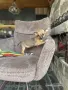 Късокосмето мини Чихуахуа, снимка 1