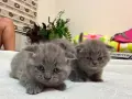 шотландска клепоуха, снимка 12