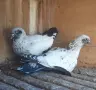 Продавам Дацкифазанови, снимка 1