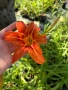 🧡🌿🧡 Хемерокалис (Hemerocallis) , снимка 2