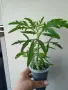 Каланхое еленови рога, kalanchoe laciniata, снимка 2