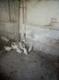 Продавам 24 пуйчета на 2,5 месеца, снимка 9