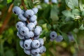 Едроплодни американски боровинки (Vaccinium corymbosum 'Duke') - млади растения в контейнери, снимка 1