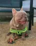 Клубен внос от Англия! , снимка 4