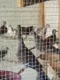 различни видове гугутки , снимка 12