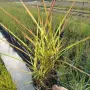 Мискантус Пурпурасценс, Miscanthus sinensis 'Purpurascens' студоустойчива, декоративна трева!!!, снимка 9