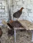 червена катунка, снимка 3