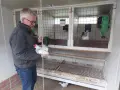 Продавам бяло-колумбийски Розкомб , снимка 7