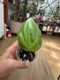 Hoya Хоя Sarawak, снимка 2