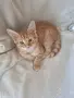 Малко пухкаво коте, снимка 1
