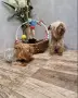 мини йоркширски териер, снимка 5