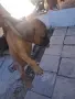 Свободни малки питбули, снимка 4