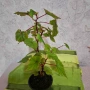 Бегония Grandis, снимка 10
