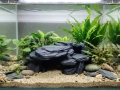 Декорации за Аквариум, снимка 2