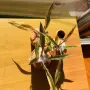Philodendron Caramel Marble Variegata, снимка 3
