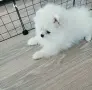 Мъжко померанче , снимка 5