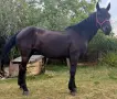 Дунавска кобила , снимка 1