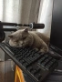 Чистокръвни британски котенца , снимка 12