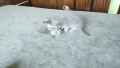 Британски котета, снимка 2