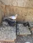 Продавам  3бр.   типлери, снимка 1
