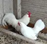 Продавам бял Розкомб, снимка 7
