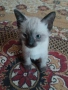 Сиамски котенца, снимка 3