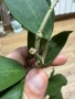 Hoya Хоя Patricia , снимка 2