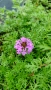 Вербена канадска 'Хоумстед Пърпъл', Verbena canadensis Homestead Purple, снимка 5