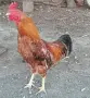 Продавам петли., снимка 6