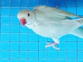 Продавам м. Александър , снимка 3