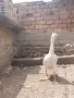 Качулата чешка гъска, снимка 6