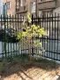 Фикус Бенджамин, снимка 1