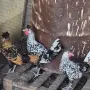 Кокошки Апенцелер , снимка 1