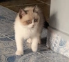 Котета Британска късокосместа , снимка 2