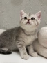 Шотландски котенца , снимка 5