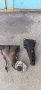 лапи бмв е46 320 бензин 150кс bmw e46 320, снимка 1