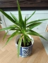 Юка, драцена, сингониум, шефлера, сансивиера, снимка 1