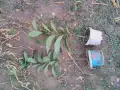 Кавказка хурма / Дива Райска ябълка , снимка 2