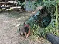 Белгийски овчарки, Малиноа , снимка 1
