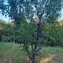 Био-градини сини сливи Стенлей, снимка 1