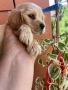 Кокер шпаньол момче и момиче, снимка 3