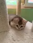 Британска чинчила, снимка 6
